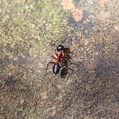 Camponotus innexus