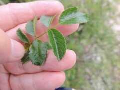 Rosa micrantha