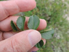 Rosa micrantha