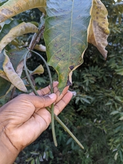 Holarrhena pubescens