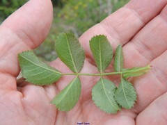 Rosa micrantha