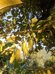 Holarrhena pubescens