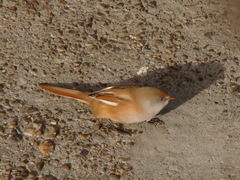 Panurus biarmicus