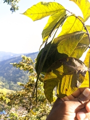 Holarrhena pubescens