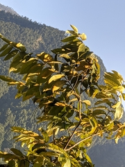 Holarrhena pubescens