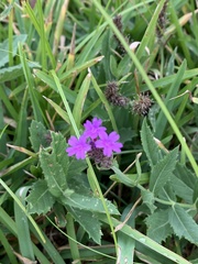 Verbena rigida