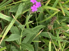 Verbena rigida