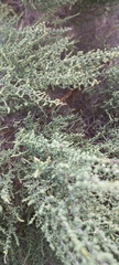 Dicerothamnus