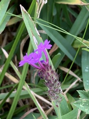 Verbena rigida
