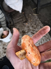 Lactarius deliciosus