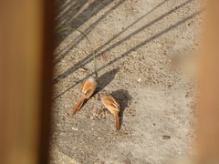 Panurus biarmicus
