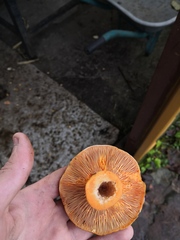 Lactarius deliciosus