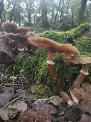 Armillaria novae-zelandiae