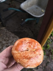 Lactarius deliciosus