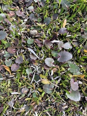 Centella cordifolia