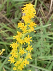 Solidago mexicana