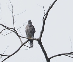 Accipiter trivirgatus