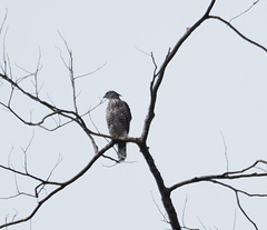 Accipiter trivirgatus