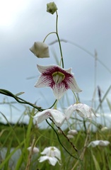 Oxystelma esculentum