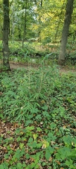 Phyllostachys