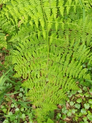 Hypolepis sparsisora