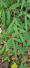 Phyllostachys