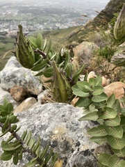 Gomphocarpus cancellatus