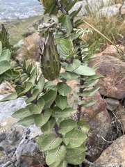 Gomphocarpus cancellatus