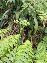 Hypolepis sparsisora