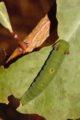 Charaxes saturnus saturnus