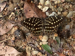 Lexias dirtea