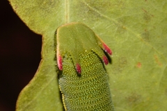 Charaxes saturnus saturnus