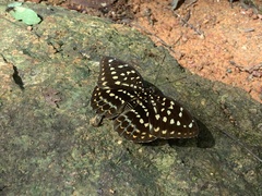 Lexias dirtea