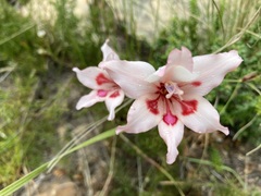 Gladiolus carneus