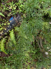 Artemisia morrisonensis