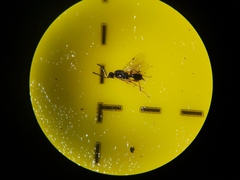 Exallonyx