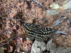 Lexias dirtea