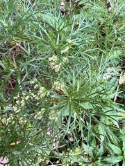 Artemisia morrisonensis