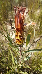 Protea burchellii