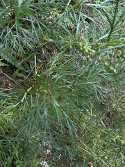 Artemisia morrisonensis