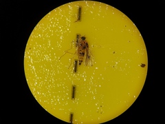 Elaphropeza ephippiata