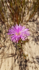 Lampranthus stenopetalus