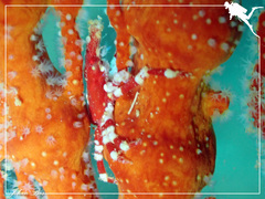Xenocarcinus depressus