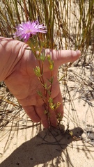 Lampranthus stenopetalus