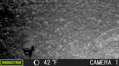 Mephitis mephitis nigra