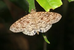 Dialithis gemmifera