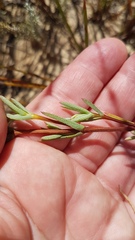 Lampranthus stenopetalus