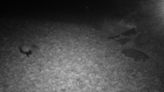 Mephitis mephitis nigra