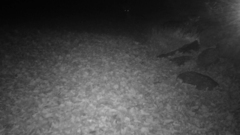 Mephitis mephitis nigra