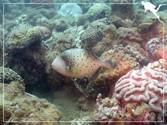 Pseudobalistes flavimarginatus